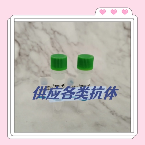 小鼠抗人IgM單克隆抗體 制備方法