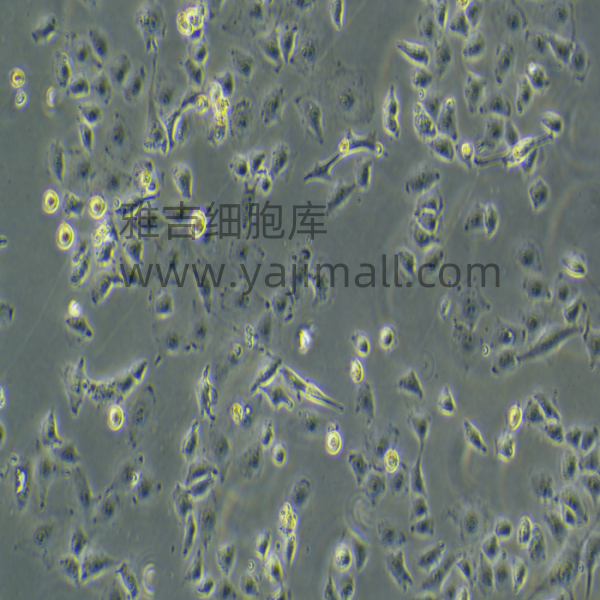 细胞到货——最佳处理时间