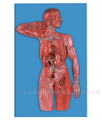 人体淋巴系统模型