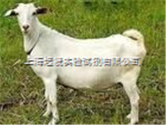 Jackson ImmunoResearch抗鏈酶親和素抗體