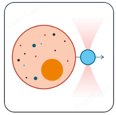 免校準(zhǔn)生物型光鑷-SENSOCELL