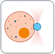 免校準(zhǔn)生物型光鑷-SENSOCELL
