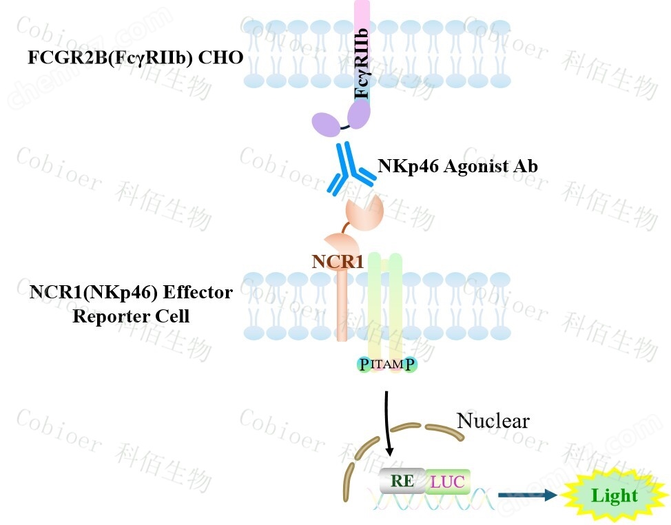 NCR1(NKp46) Effector Reporter Cell