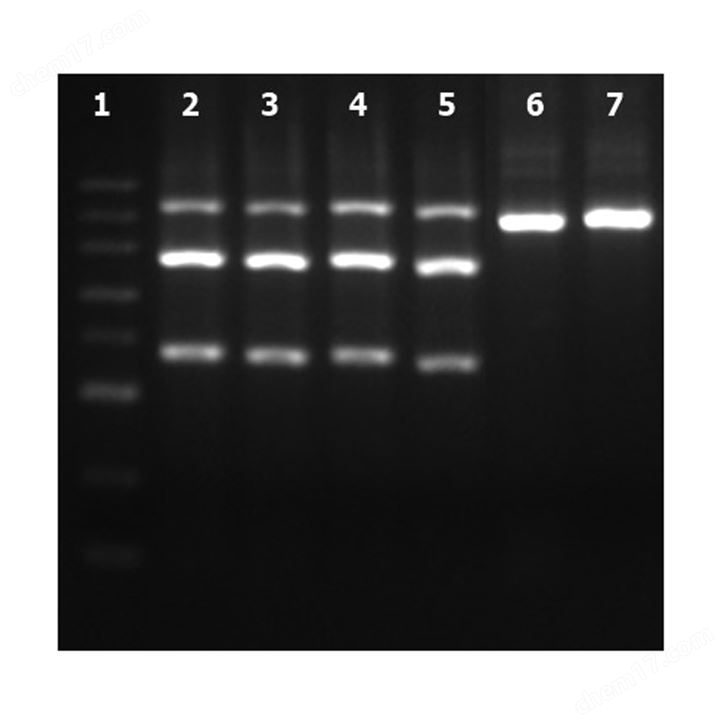 GenCrispr NLS-Cas9-EGFP Nuclease