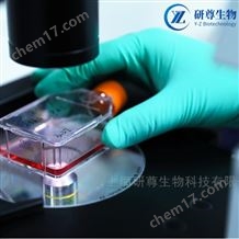 LC-1/sq人非小細(xì)胞肺癌細(xì)胞