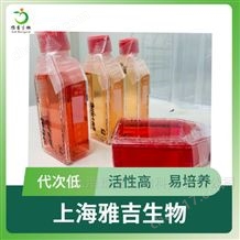 YS5904C人多發性骨髓瘤細胞KMS-21BM