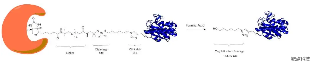 clickchemistrytools現(xiàn)貨DADPS Biotin Azide貨號CCT-1330選購指南