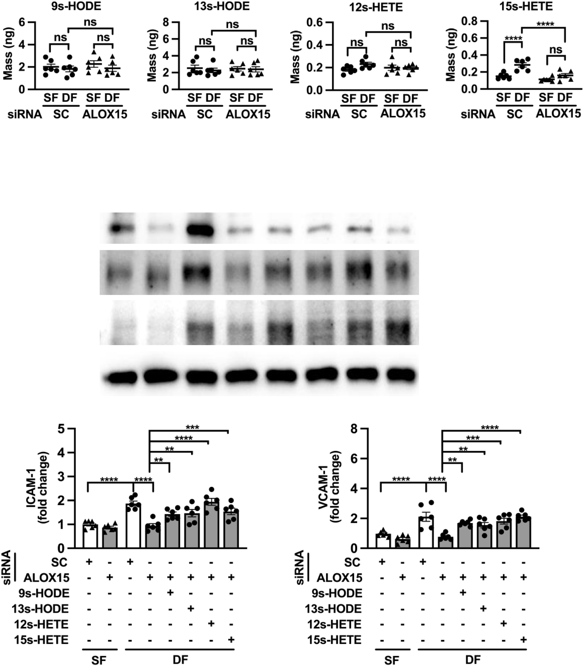 12/15-脂氧合酶介导血流紊乱诱导的内皮功能障碍与动脉粥样硬化