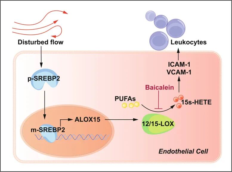 12/15-脂氧合酶介导血流紊乱诱导的内皮功能障碍与动脉粥样硬化