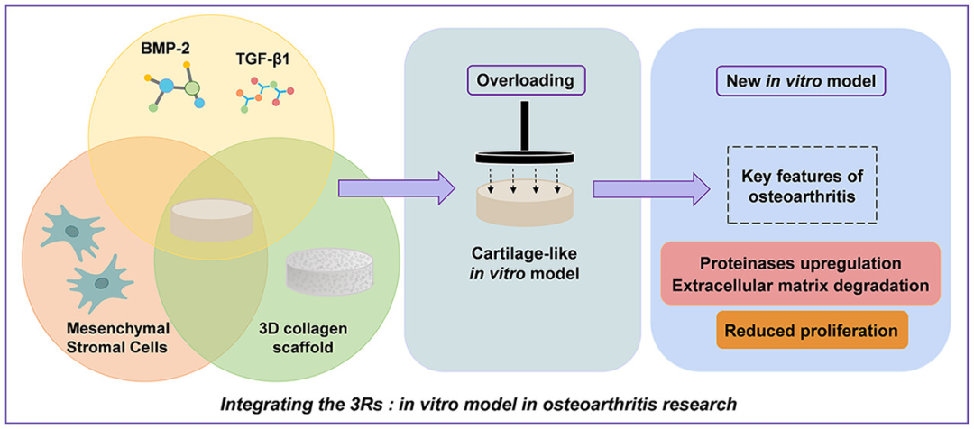 机械刺激马源骨髓间充质基质细胞体外软骨模型可触发骨关节炎特征