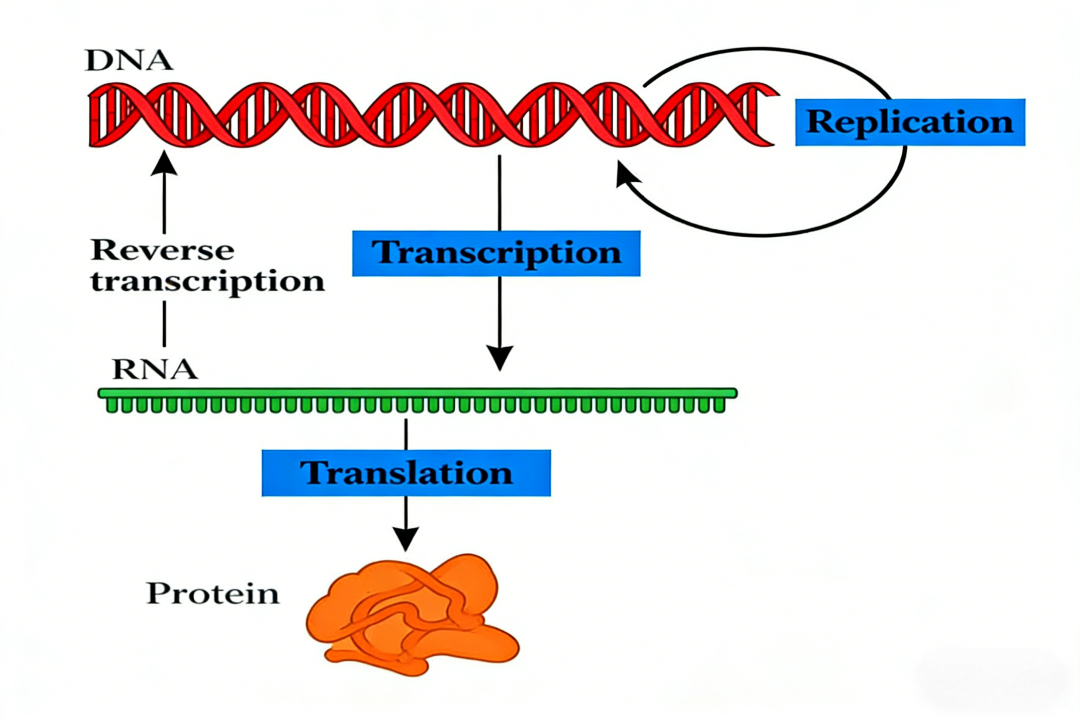泛修飾微球如何解析蛋白質翻譯后修飾組學的復雜性？