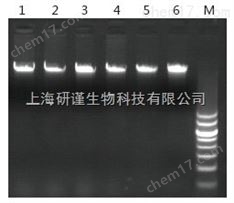 海洋動物基因組DNA提取試劑盒