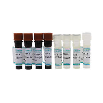 EZ 488 TUNEL细胞凋亡检测试剂盒（绿色荧光）