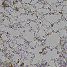 抗Iba1, 重組兔源單克隆抗體（6A4）
