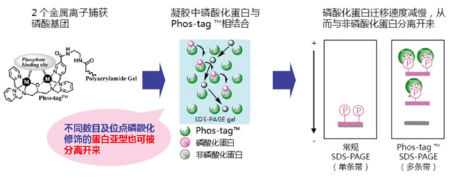 原理 Phos-tag™ 質譜分析試劑盒