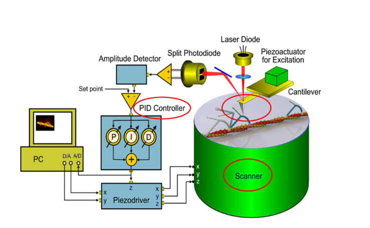 超高速視頻級原子力顯微鏡—HS-AFM